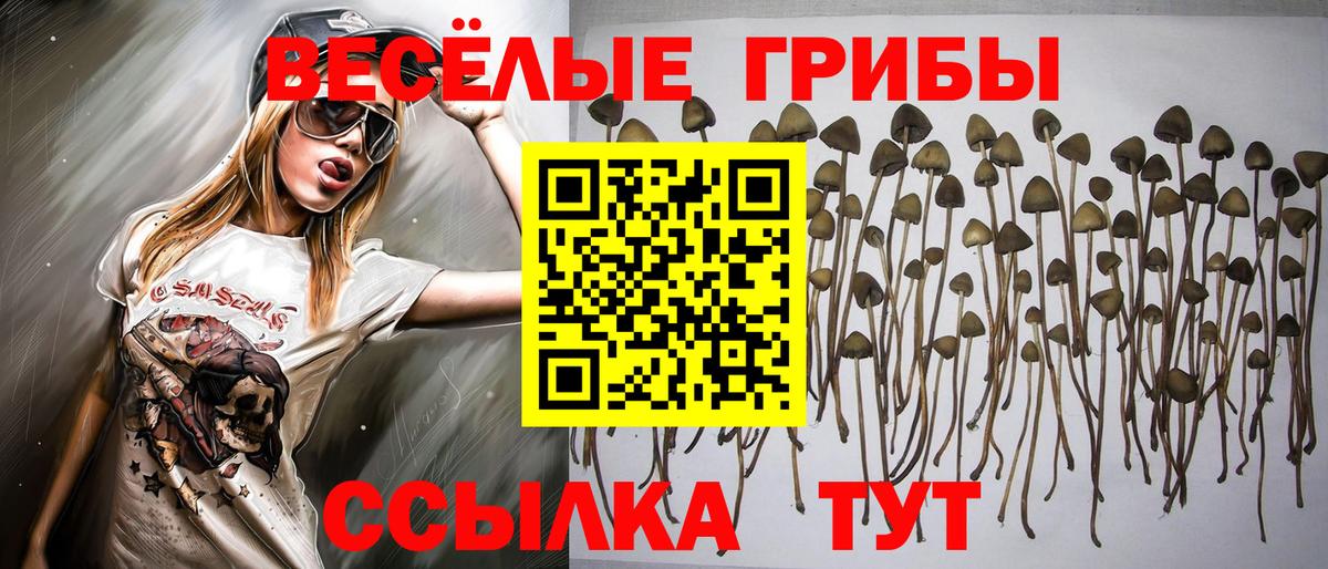 Псилоцибиновые грибы Cubensis  Вход с VPN  Одинцово 